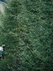 The Legend of the Dr