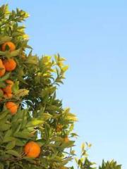 lt;Gingerly, Shen Qi