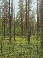 Super husband Lin Xi