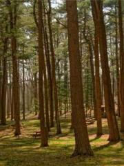 The young masterapos