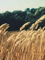 lt;Heavenly Fire Dyn