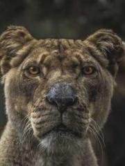 Cold-hearted Inkapos