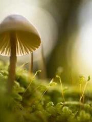 Double Blessing: CEO