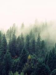 The Imperial Concubi