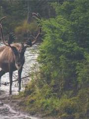 Fu Zi Mo Qin Luo Yan