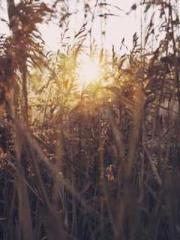 The Sovereign of the