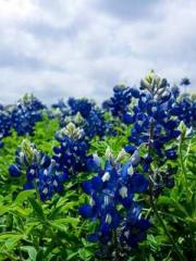 lt;lt;Know Green, Do