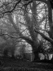 Jiang Mingzhu Zhou L